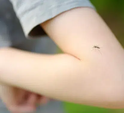 Urgent Care Remedies for Insect Stings and Bites - Texas MedClinic